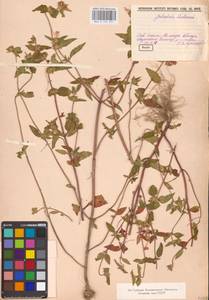 MHA 0 154 251, Пикульник ладанниковый L., Восточная Европа, Средневолжский район (E8) (Россия)