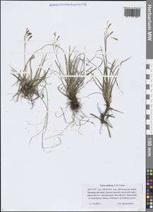 Осока изящная, Осока нежная C.B.Clarke, Сибирь, Дальний Восток (S6) (Россия)