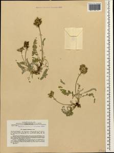 Astragalus dzhebrailicus Grossh., Кавказ, Азербайджан (K6) (Азербайджан)
