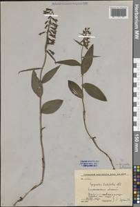 Дремлик широколистный, Дремлик чемерицевый (L.) Crantz, Восточная Европа, Центральный лесостепной район (E6) (Россия)