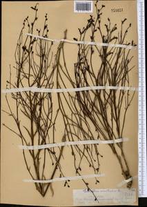 Додарция восточная L., Средняя Азия и Казахстан, Западный Тянь-Шань и Каратау (M3) (Казахстан)