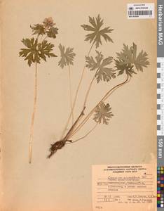 Герань волосистоцветковая DC., Сибирь, Чукотка и Камчатка (S7) (Россия)