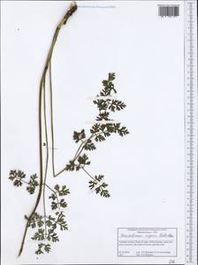 Oreoselinum nigrum Delarbre, Западная Европа (EUR) (Греция)