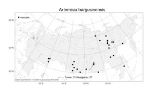 Artemisia bargusinensis, Полынь баргузинская Spreng., Атлас флоры России (FLORUS) (Россия)