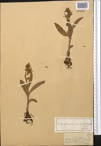 Пололепестник зеленый (L.) R.M.Bateman, Pridgeon & M.W.Chase, Средняя Азия и Казахстан, Джунгарский Алатау и Тарбагатай (M5) (Казахстан)