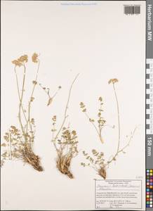 Семеновия разнозубчатая (Korovin) Manden., Средняя Азия и Казахстан, Памир и Памиро-Алай (M2) (Таджикистан)