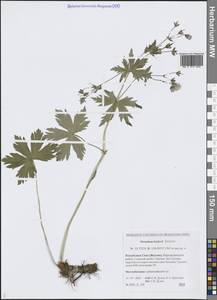 Герань белоцветковая Ledeb., Сибирь, Якутия (S5) (Россия)