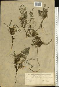 Астрагал яичкоплодный, Астрагал яйцеплодный Pall., Восточная Европа, Нижневолжский район (E9) (Россия)