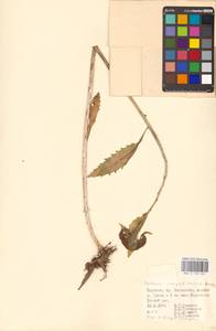 Очитник обыкновенный (L.) H.Ohba, Восточная Европа, Западно-Украинский район (E13) (Украина)