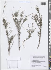 Курчавка шиповатая L., Восточная Европа, Нижневолжский район (E9) (Россия)