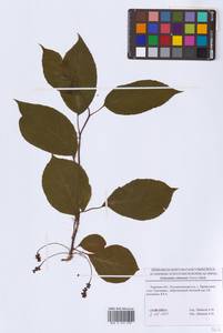 Лимонник китайский (Turcz.) Baill., Восточная Европа, Северо-Западный район (E2) (Россия)