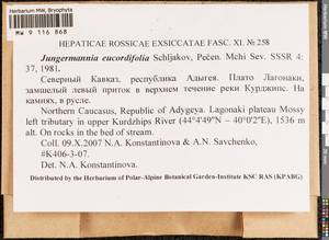 Jungermannia eucordifolia Schljakov, Гербарий мохообразных, Мхи - Северный Кавказ и Предкавказье (B12) (Россия)