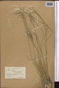 Ковыль восточный Trin., Средняя Азия и Казахстан, Северный и Центральный Тянь-Шань (M4) (Киргизия)