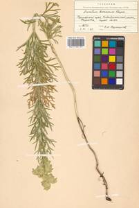 Борец корейский (H.Lév.) Rapaics, Сибирь, Дальний Восток (S6) (Россия)