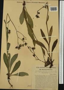 Hieracium sparsum subsp. silesiacum (E. Krause) Zahn, Западная Европа (EUR) (Чехия)