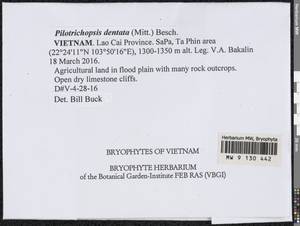 Pilotrichopsis dentata (Mitt.) Besch., Гербарий мохообразных, Мхи - Азия (вне границ бывшего СССР) (BAs) (Вьетнам)