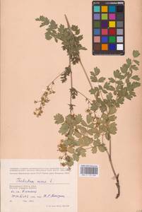 Bасилисник малый L., Восточная Европа, Нижневолжский район (E9) (Россия)