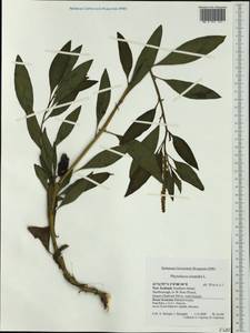 Phytolacca icosandra L., Австралия и Океания (AUSTR) (Новая Зеландия)