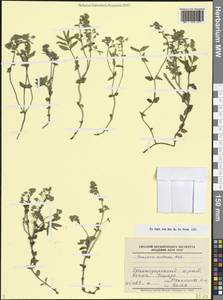 Вероника цветоножковая M.Bieb., Кавказ, Черноморское побережье (от Новороссийска до Адлера) (K3) (Россия)