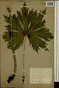 Борец восточный Mill., Кавказ, Ставропольский край, Карачаево-Черкесия, Кабардино-Балкария (K1b) (Россия)