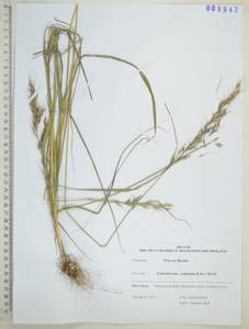 Чий спутанный, Чий смешиваемый (Litv.) Tzvelev, Сибирь, Дальний Восток (S6) (Россия)