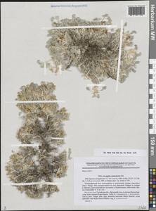 Астрагал песочный Pall., Средняя Азия и Казахстан, Прикаспийский Устюрт и Северное Приаралье (M8) (Казахстан)