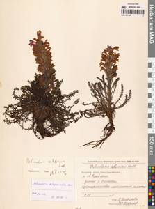 Мытник лисохвостый Steven ex Spreng., Сибирь, Чукотка и Камчатка (S7) (Россия)