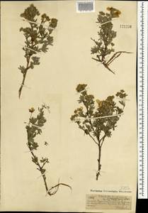 Курильский чай кустарниковый (L.) Rydb., Монголия (MONG) (Монголия)