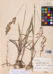 Anthoxanthum repens (Host) Veldkamp, Восточная Европа, Центральный лесостепной район (E6) (Россия)