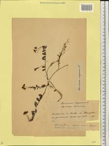 Клюква болотная, Клюква обыкновенная L., Восточная Европа, Белоруссия (E3a) (Белоруссия)