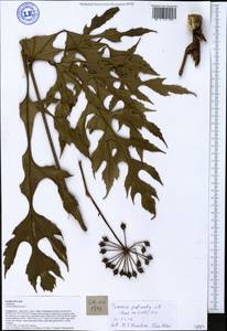Trevesia palmata (Roxb. ex Lindl.) Vis., Зарубежная Азия (ASIA) (Лаос)