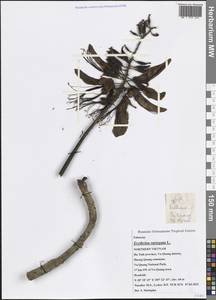 Erythrina variegata L., Зарубежная Азия (ASIA) (Вьетнам)
