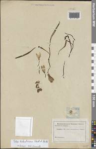 Тюльпан лесной южный (Link) Pamp., Восточная Европа, Нижневолжский район (E9) (Россия)