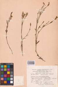 Гвоздика китайская L., Восточная Европа, Восточный район (E10) (Россия)