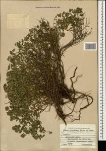 Чабрец Кочи Boiss. & Hohen., Кавказ, Армения (K5) (Армения)