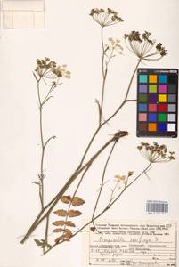 Бедренец камнеломковый, Бедренец-камнеломка L., Восточная Европа, Северный район (E1) (Россия)