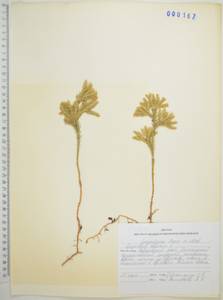 Dendrolycopodium obscurum (L.) A.Haines, Сибирь, Дальний Восток (S6) (Россия)