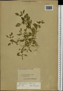 Oxybasis rubra (L.) S. Fuentes, Uotila & Borsch, Восточная Европа, Центральный лесной район (E5) (Россия)