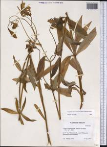 Lilium columbianum Leichtlin, Америка (AMER) (США)