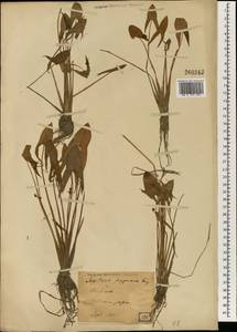 Sagittaria pygmaea Miq., Зарубежная Азия (ASIA) (Япония)