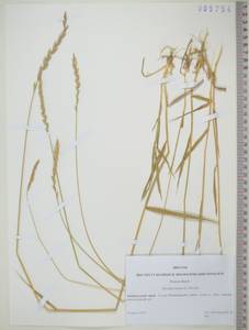 KHA5754, Пырейник ползучий (L.) Gould, Сибирь, Дальний Восток (S6) (Россия)