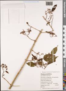 Premna serratifolia L., Зарубежная Азия (ASIA) (Вьетнам)