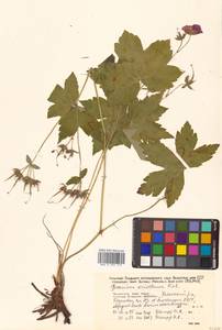 Герань плоскоцветковая Duthie, Сибирь, Дальний Восток (S6) (Россия)