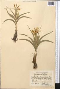 Ирис орхидный Carrière, Средняя Азия и Казахстан, Западный Тянь-Шань и Каратау (M3) (Узбекистан)