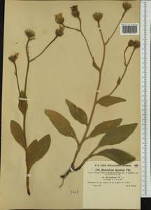 Hieracium tomentosum (L.) L., Западная Европа (EUR) (Франция)
