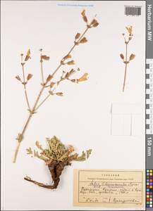 Salvia lilacinocoerulea Nevski, Средняя Азия и Казахстан, Памир и Памиро-Алай (M2) (Туркмения)