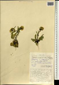 Tephroseris turczaninovii subsp. turczaninovii, Монголия (MONG) (Монголия)