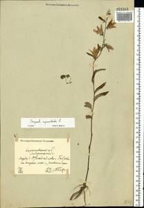 Колокольчик рапунцелевидный L., Восточная Европа, Северо-Украинский район (E11) (Украина)