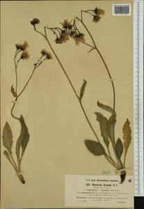 Hieracium viride subsp. brumale (Arv.-Touv.) Zahn, Западная Европа (EUR) (Франция)