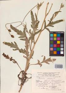 Мак самосейка L., Восточная Европа, Западно-Украинский район (E13) (Украина)